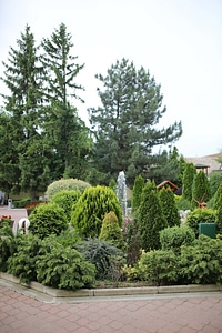 Fountain conifers garden