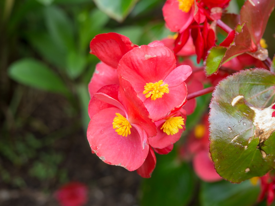 Red and Yellow Flowers photo