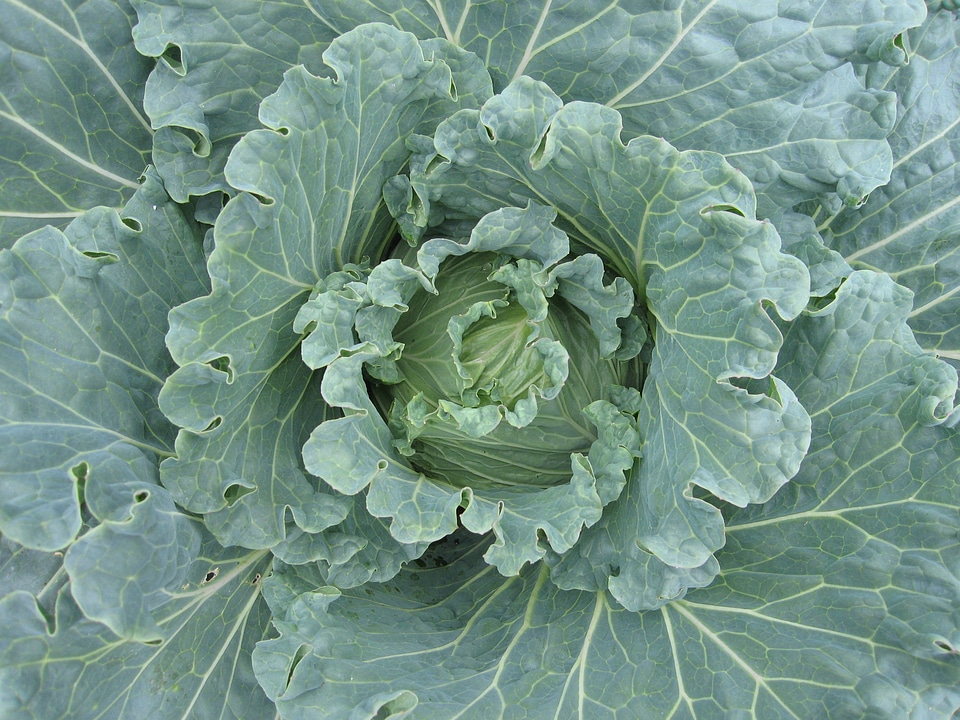Organic plant green