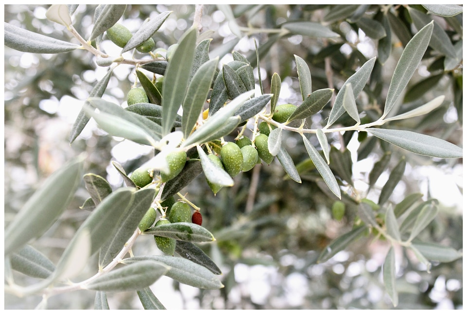 Olive tree plant olivier