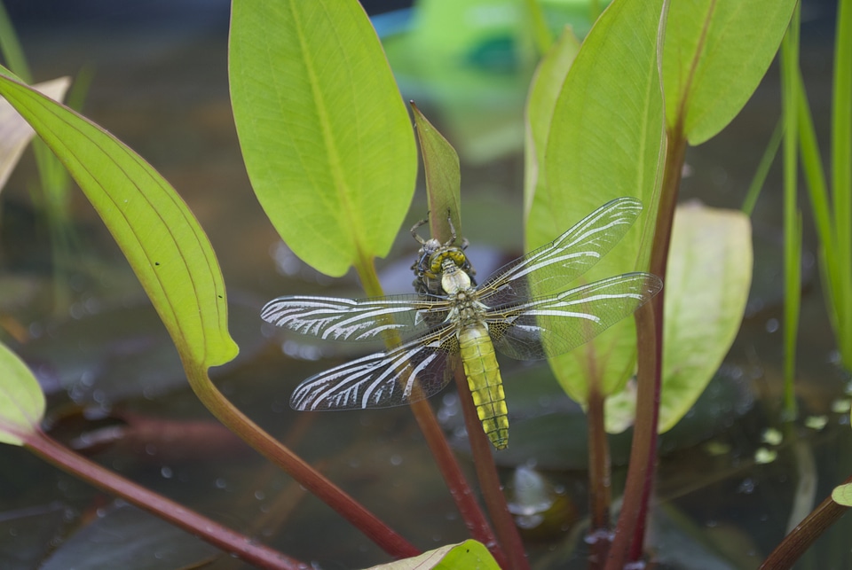 Dragonfly water plants