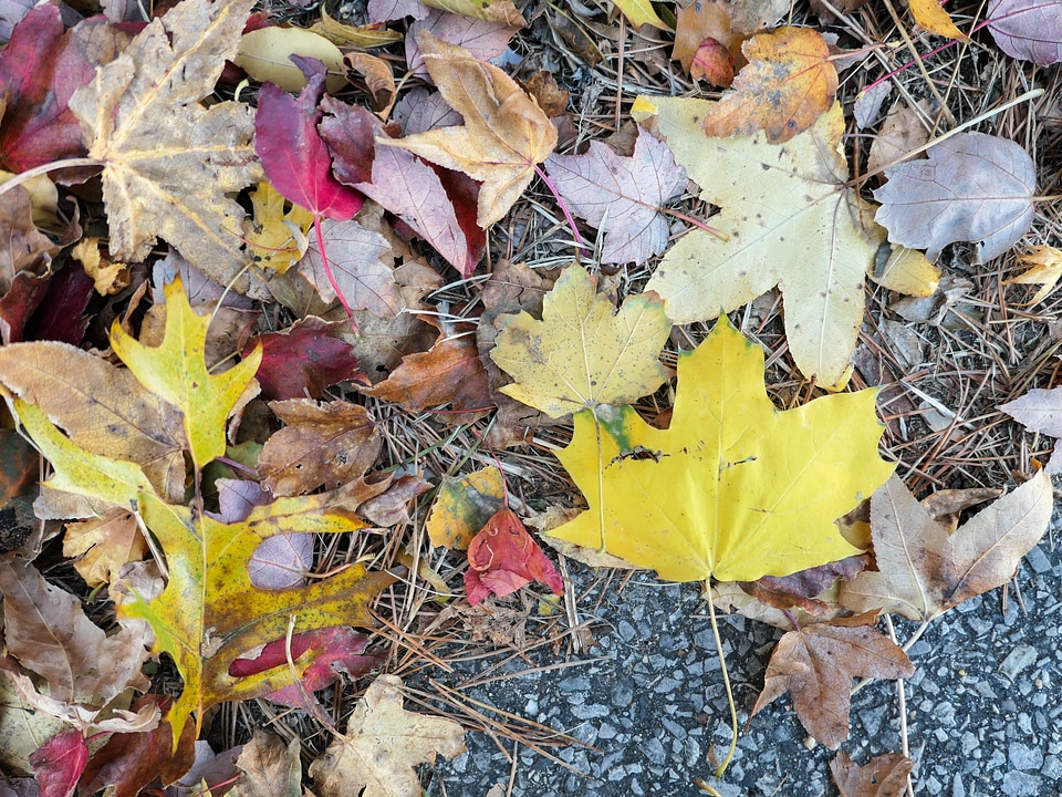 Fall Leaves on the Ground