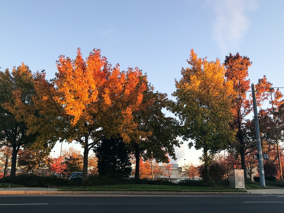 Colorful Fall Leaves on Trees