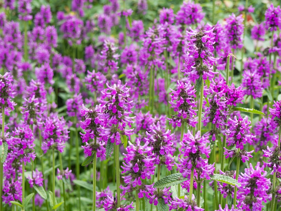 Purple Flowers in Garden photo