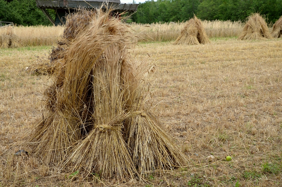 Harvest spike tufts