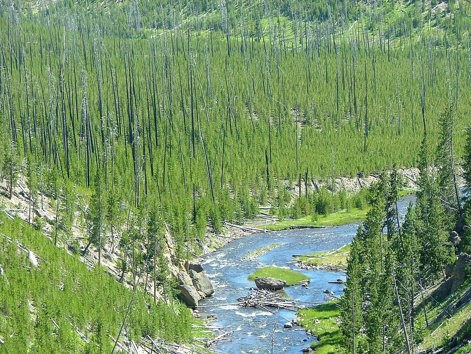 Forest trees woods