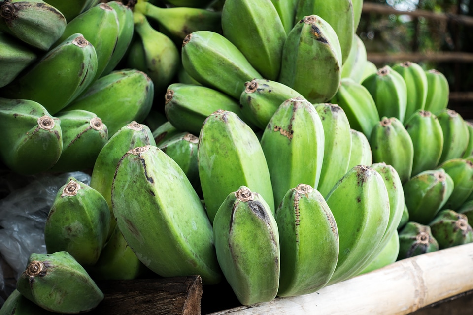 Green bananas for cooking