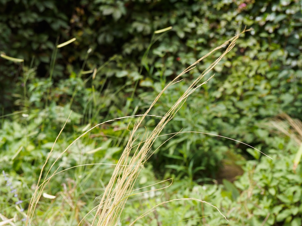 Grass