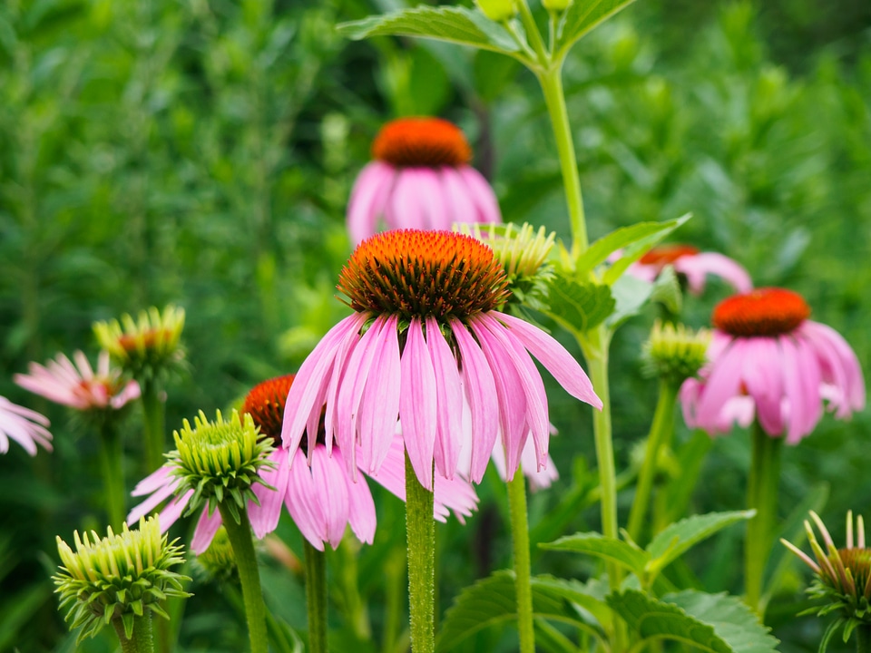Pink and Orange Flowers