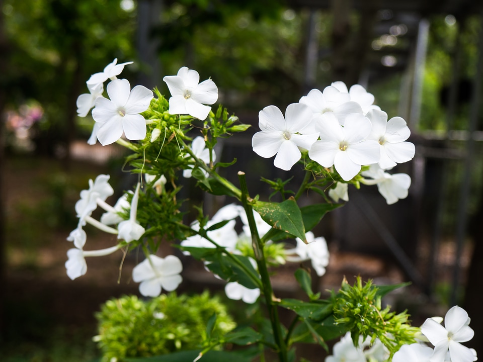 White Flowers in Shadows