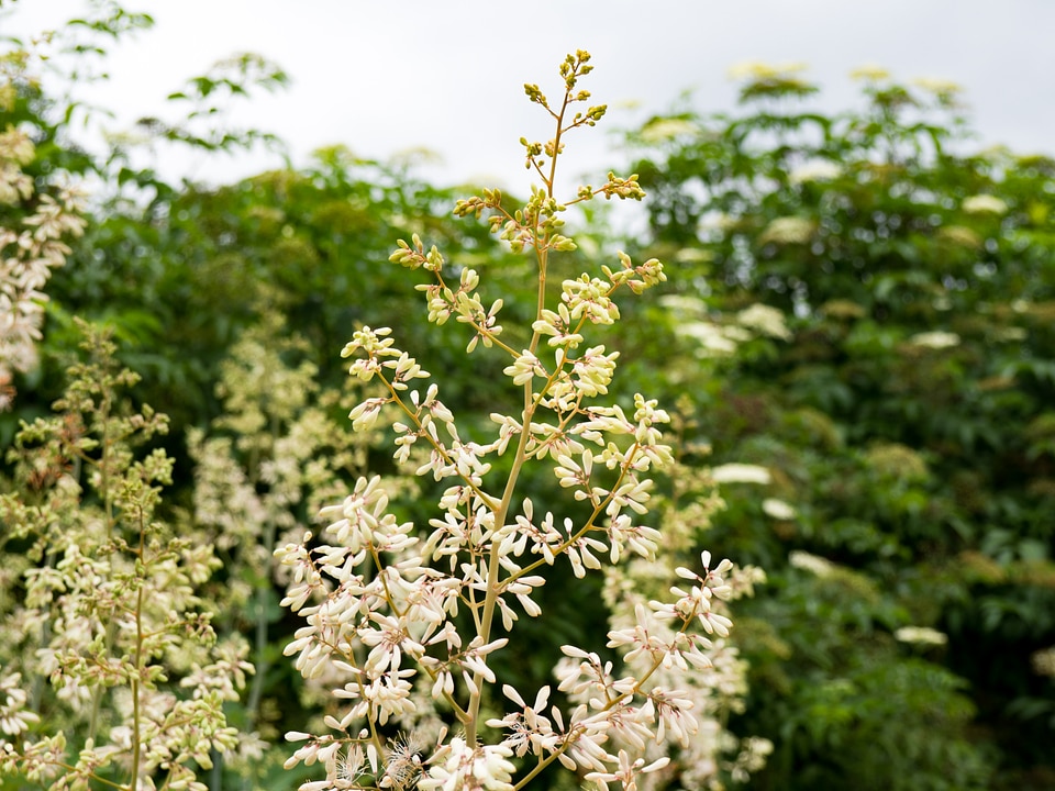 White Flowers on Branches