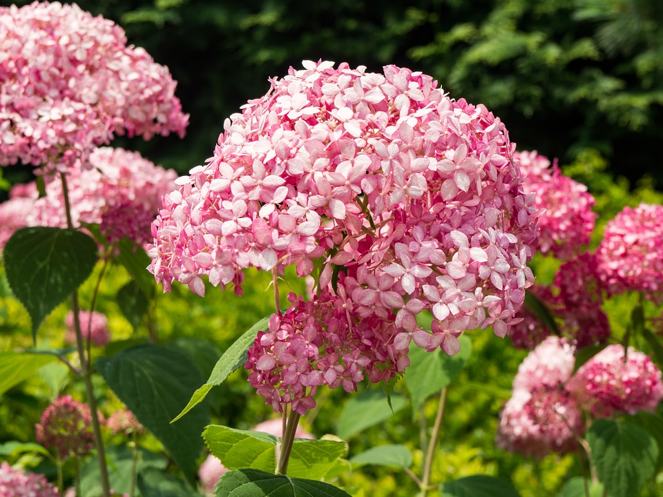 Pink Flowers in Garden