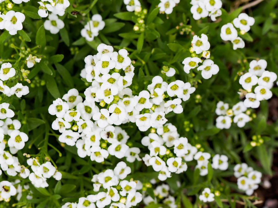 White Flowers in Garden