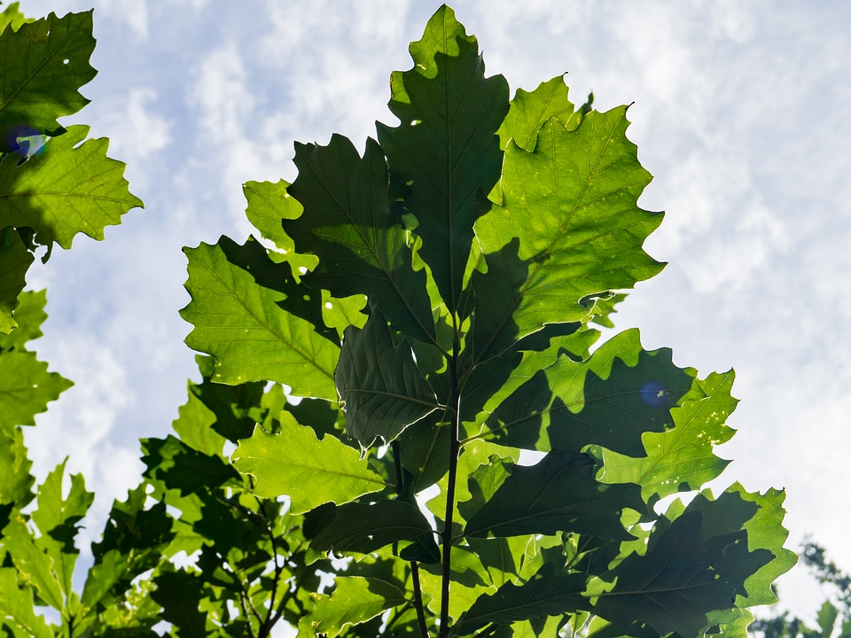 Green Leaves on Tree