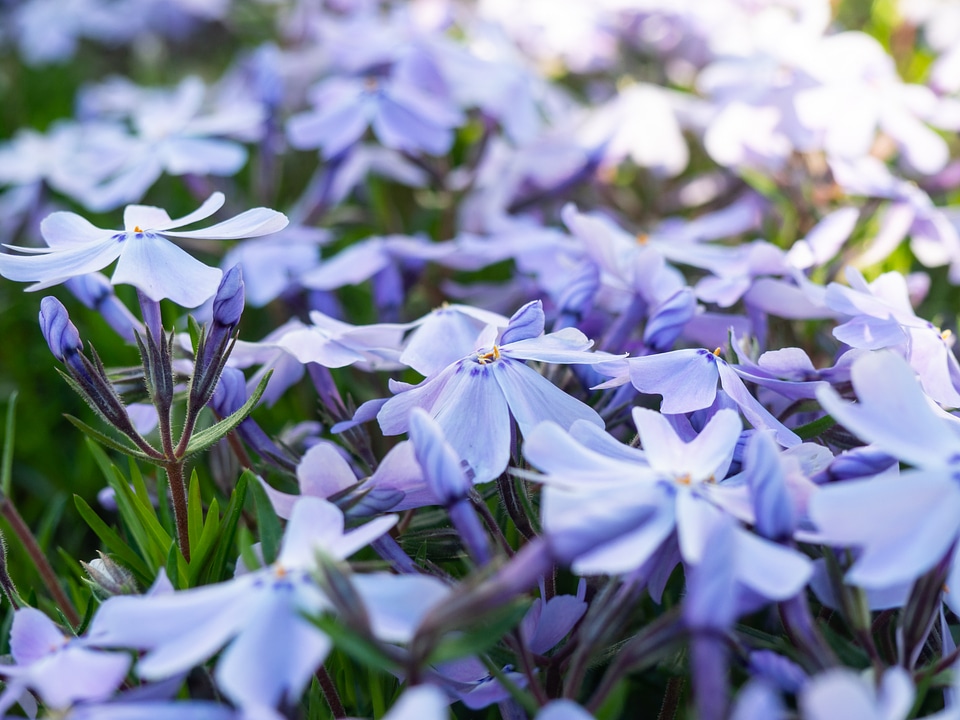 Purple Spring Flowers