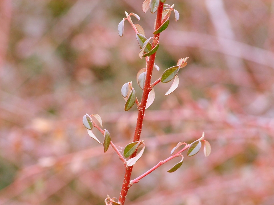 Foliage detail grass