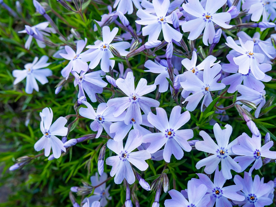 Pink and Purple Flowers