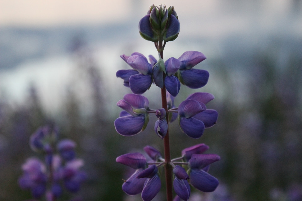 Blooming Lupine Flower photo