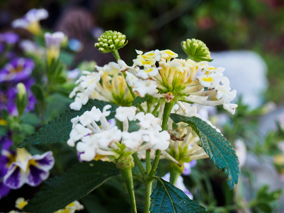 Yellow and White Flowers