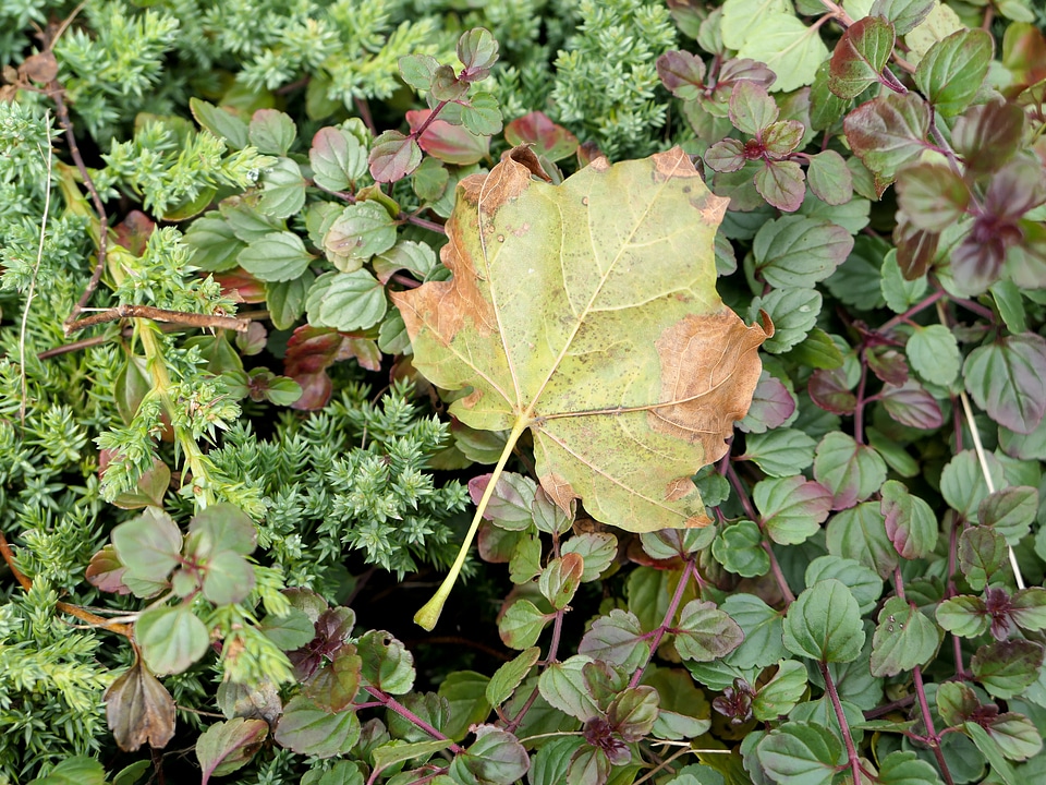 Green and Yellow Leaves
