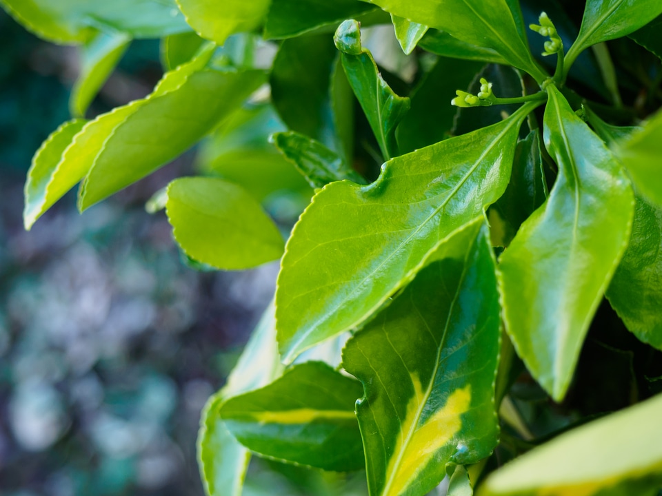 Green Leaves photo