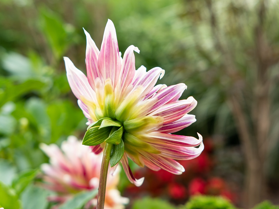 Pink and White Flower