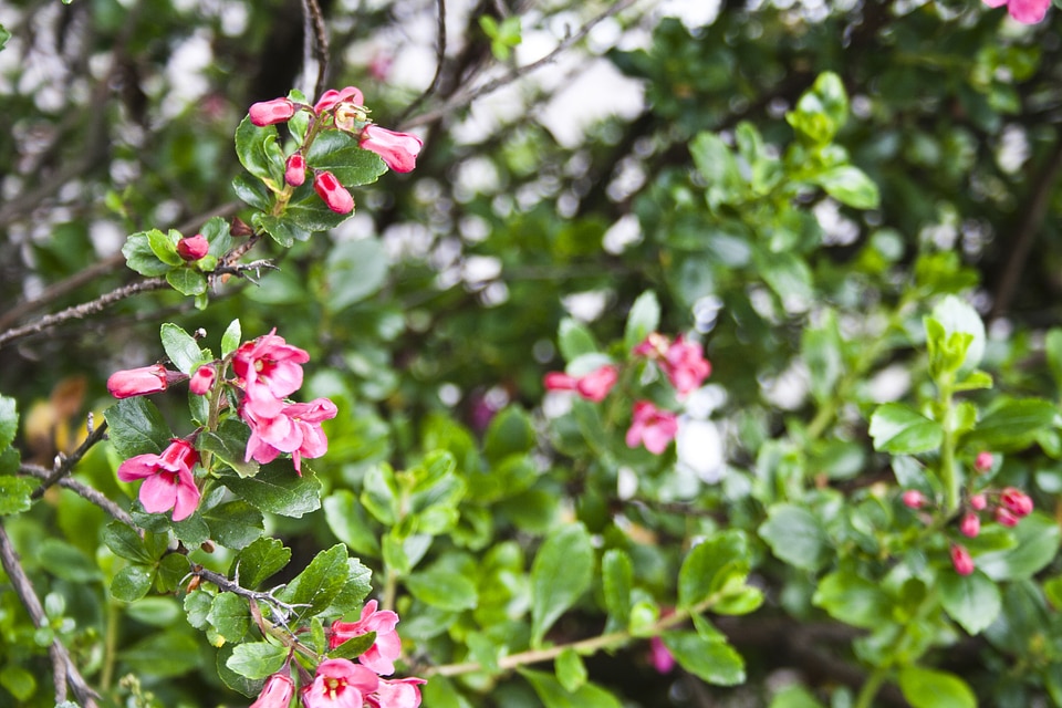 Floral garden flora