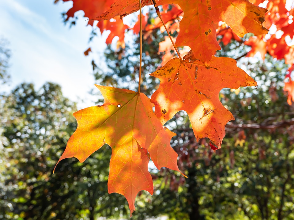 Red and Orange Fall Leaves on Tree photo