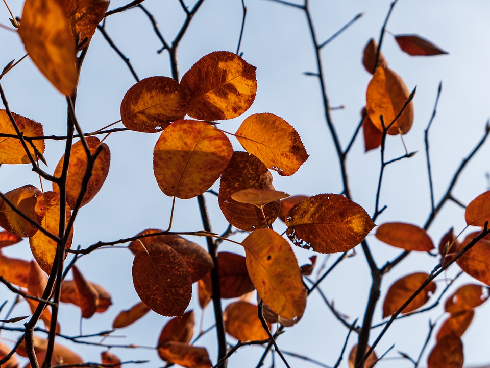 Orange and Red Leaves in Tree