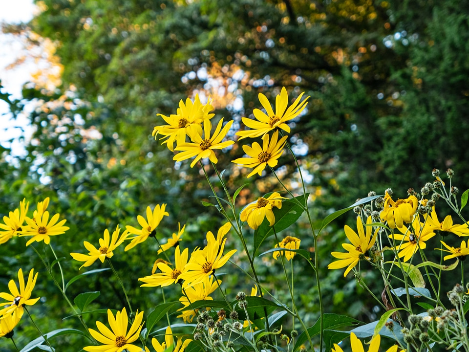 Yellow Flowers in Garden
