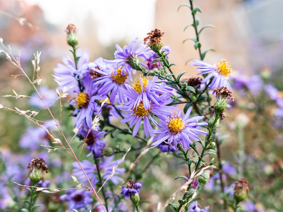 Purple and Yellow Flowers