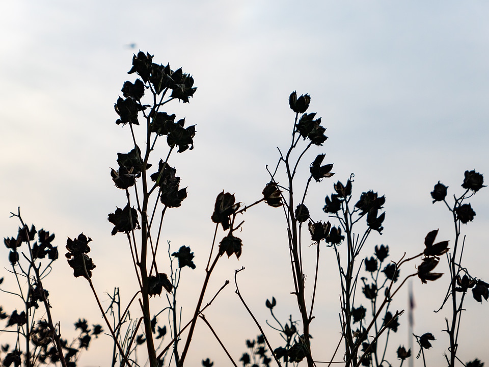 Silhouetted Flowers in Sunset