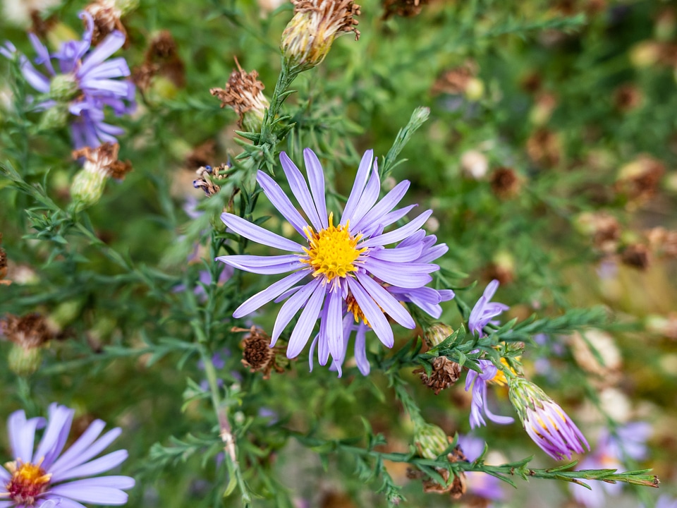 Purple and Yellow Flower