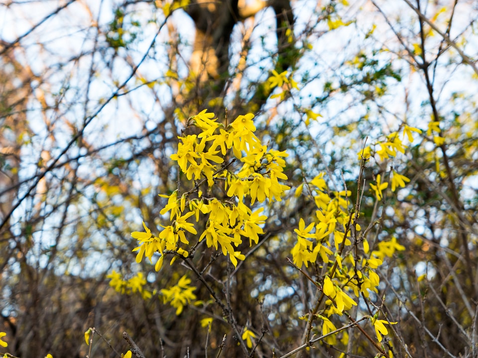 Yellow Spring Flowers
