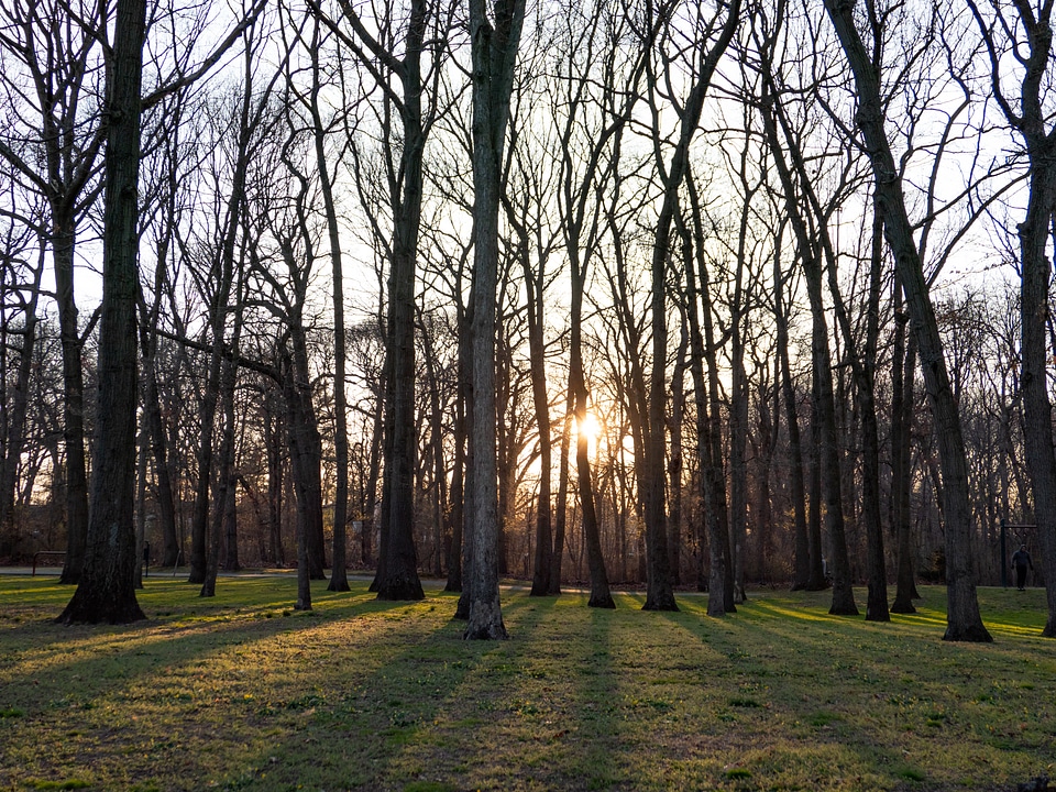Sun Shinning Through Trees