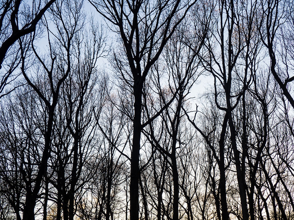 Silhouetted Trees in Sunset
