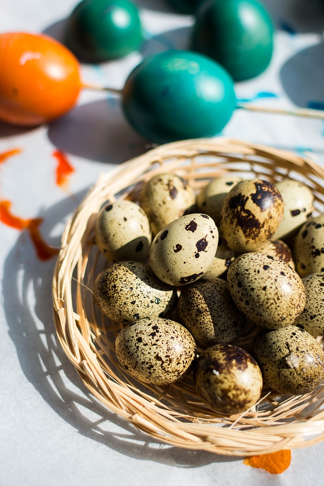 Easter quail and regular colored eggs