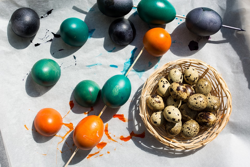 Easter quail and regular colored eggs