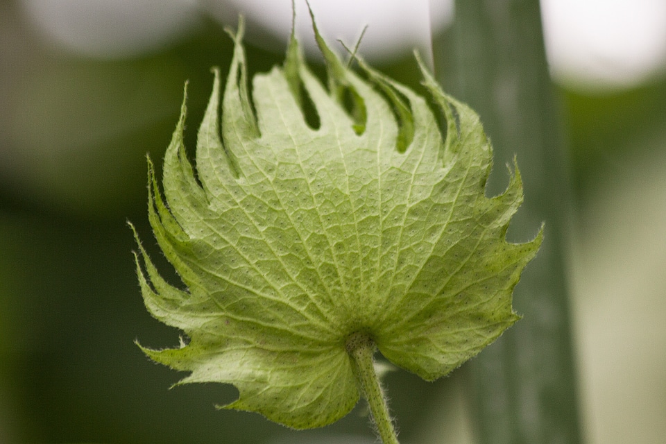 Fruit genus mallow