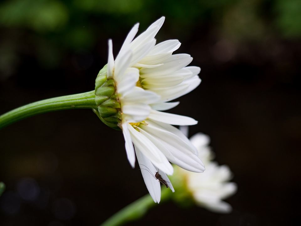 White Flower with Insect
