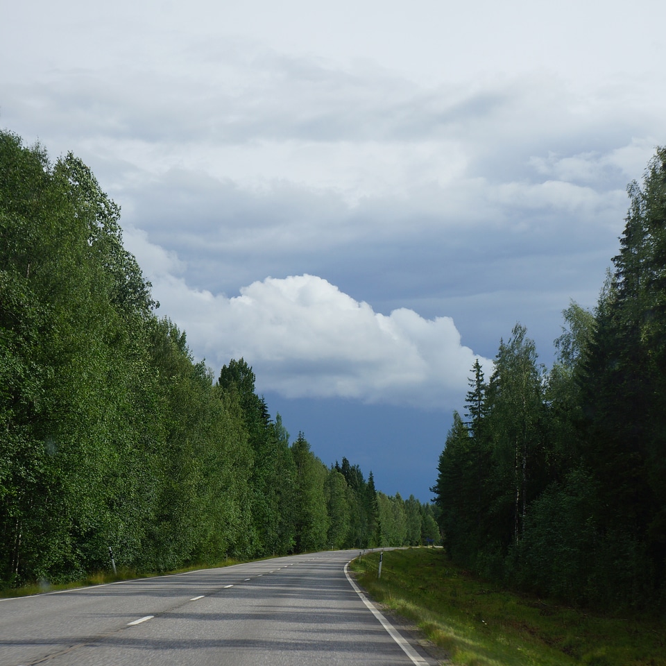 Forest clouds rain early