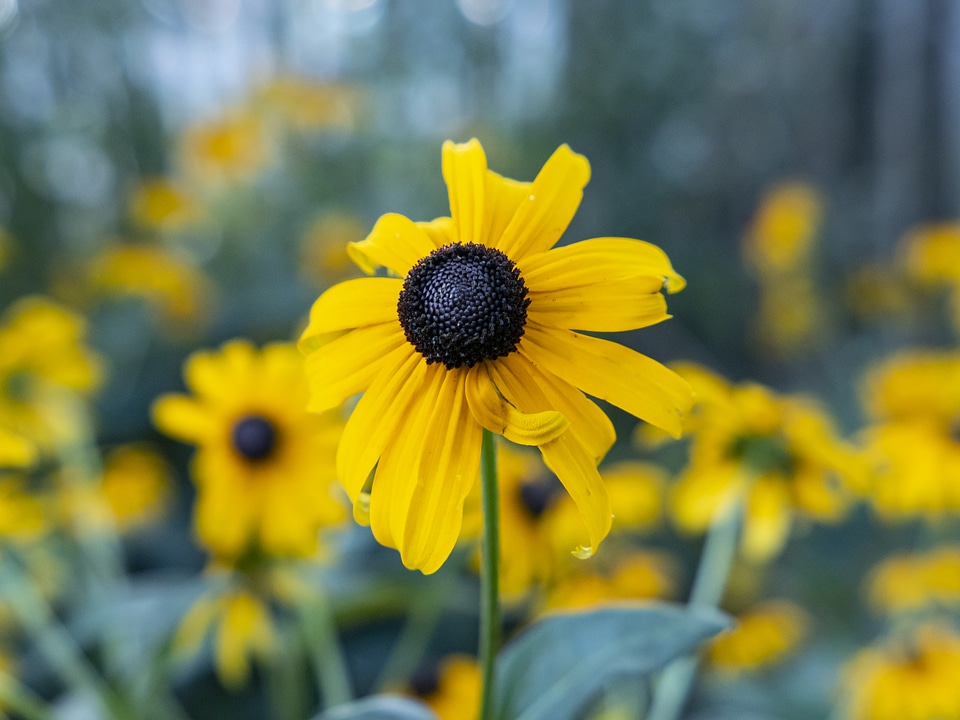 Yellow and Black Flower