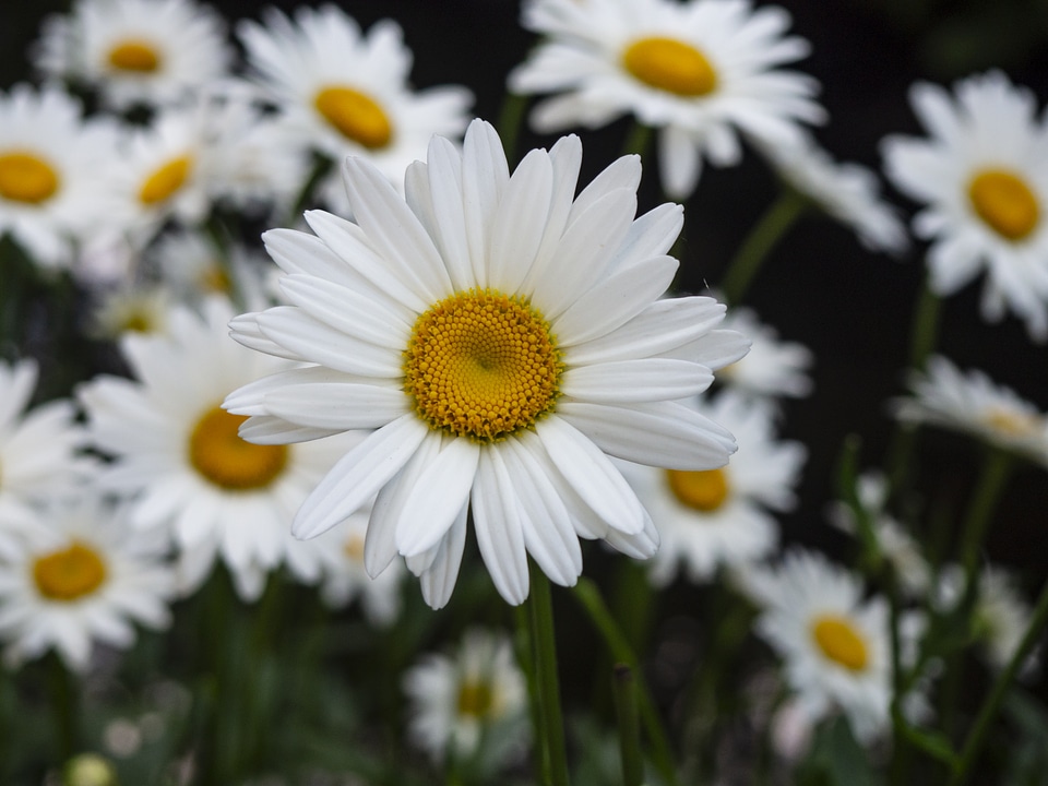 White and Yellow Flowers