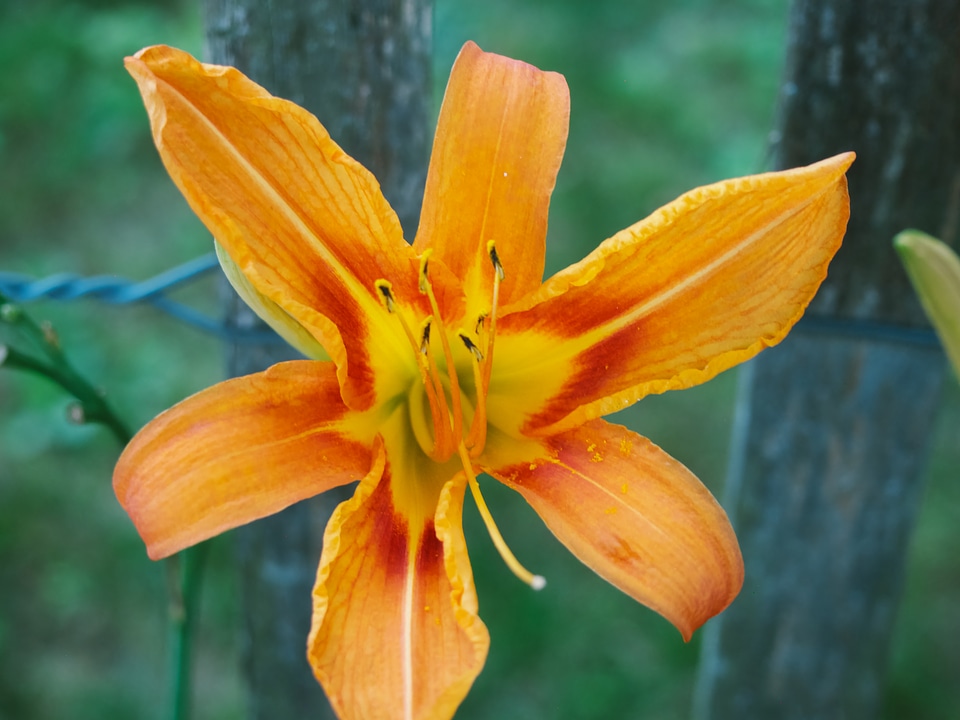 Orange and Red Flower