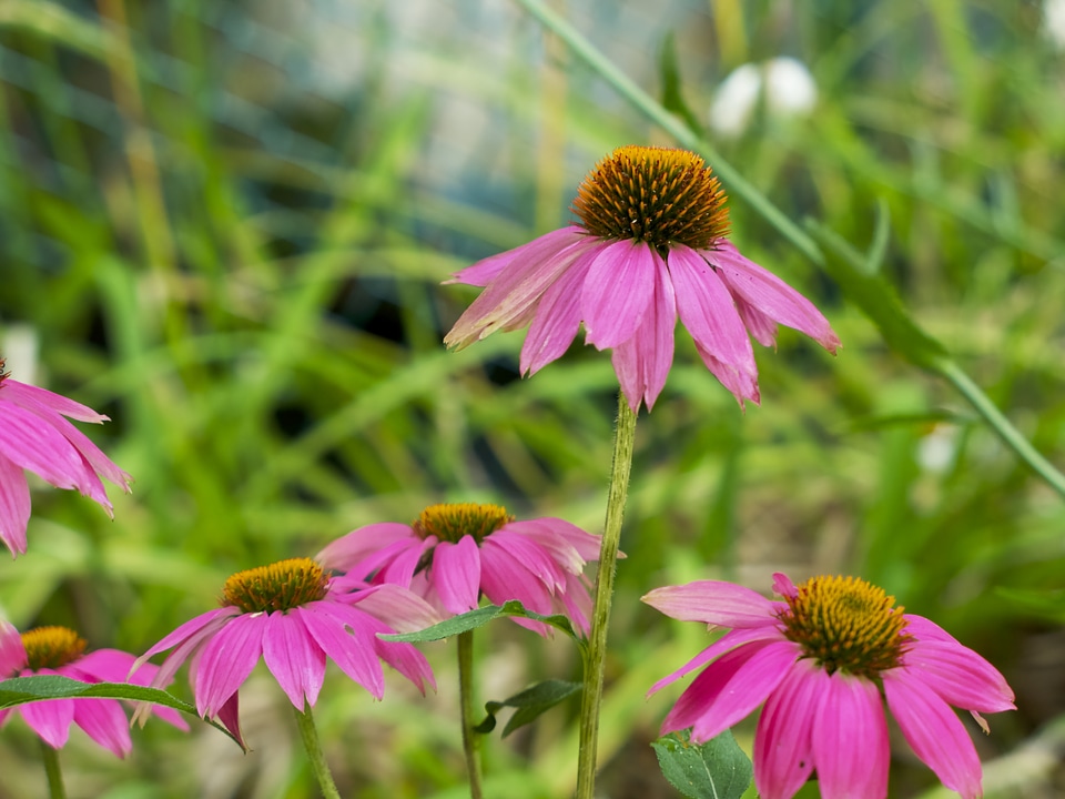 Pink and Orange Flowers