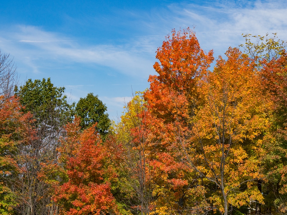 Autumn Trees against Blue Sky photo