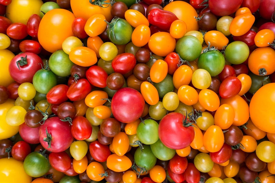 Colorful variety of tomatoes
