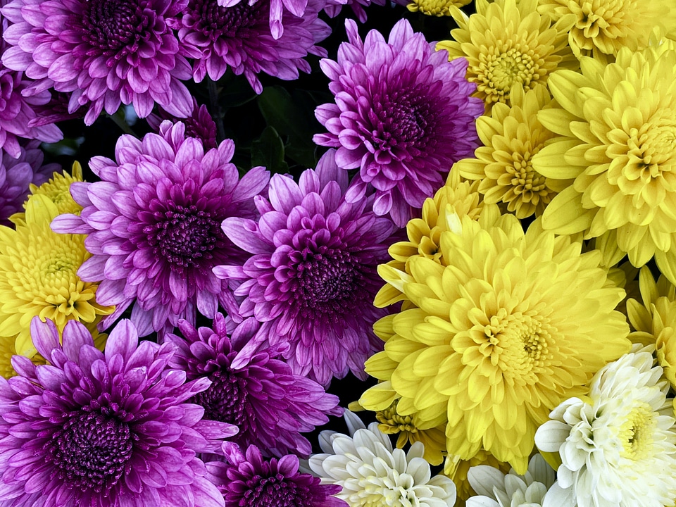 Purple and Yellow Flowers
