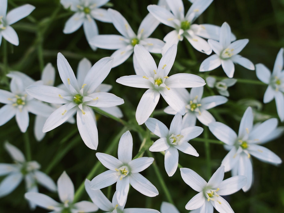 White and Yellow Flowers in Garden