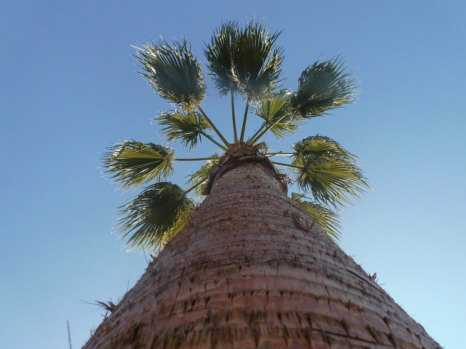 Log plant palm tree